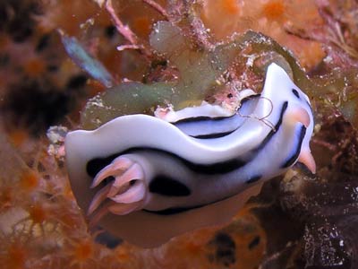 Numnumin Reef