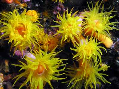 Numnumin Reef