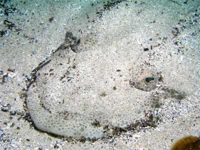 Oak Park flathead