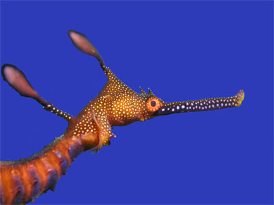 Oak Park sea dragon