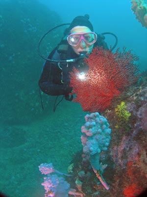 Olgas Gorgonia