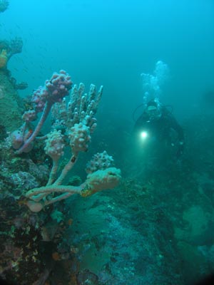 Olgas Sea Squirts