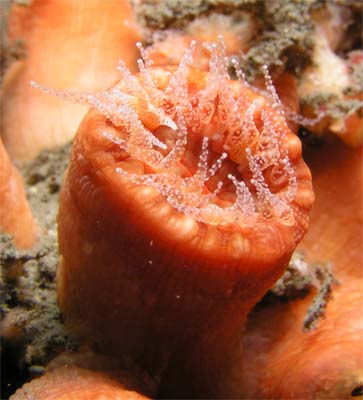 Jewel anemone