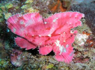 Leaf scorpionfish