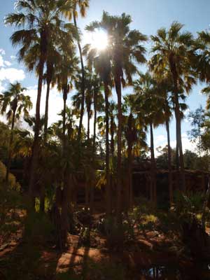 Palm Valley