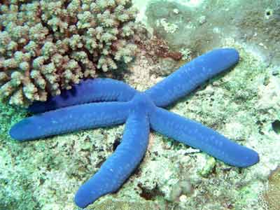 Blue starfish