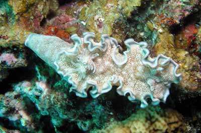 Nudibranch