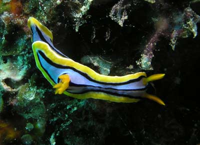 Nudibranch
