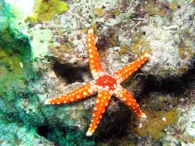 Orange starfish