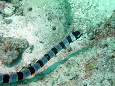 Banded sea snake