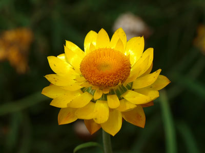 Paper Daisy