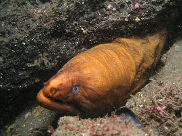 Moray eel