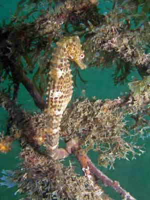 White's sea horse