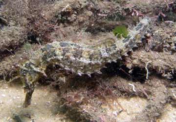 White's sea horse