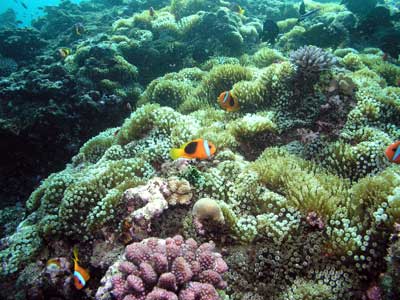 Anemones at Pauls Rock