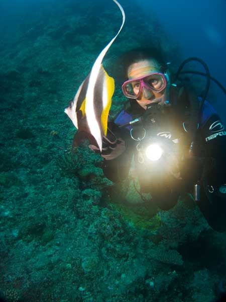 Bannerfish at Pauls Rock
