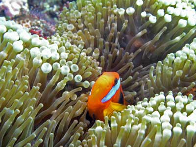 Clownfish at Pauls Rock