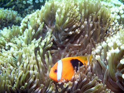Clownfish at Pauls Rock