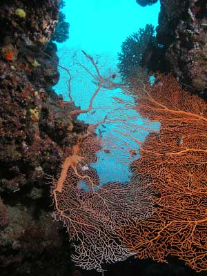 Gorgonia at Pauls Rock