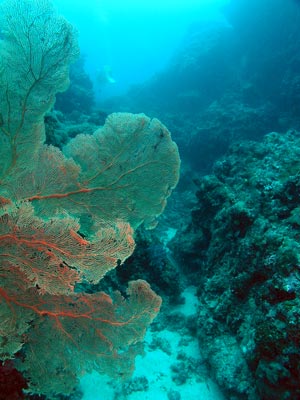 Gorgonia at Pauls Rock