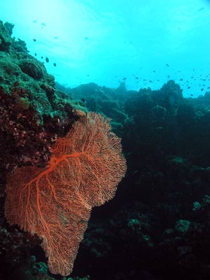 Gorgonia at Pauls Rock