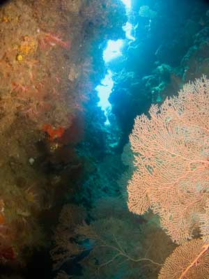 Gorgonia at Pauls Rock