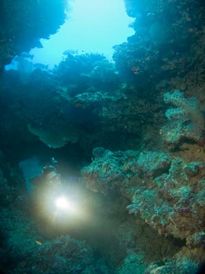 Gorgonia at Pauls Rock