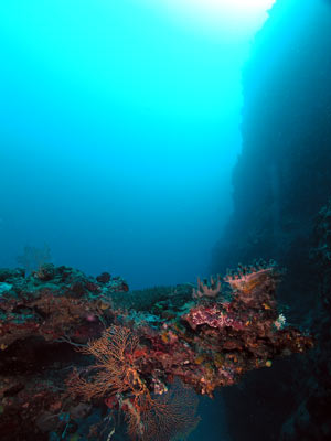 Gorgonia at Pauls Rock