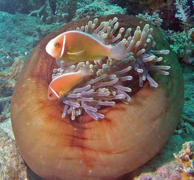 A porcelin crab
