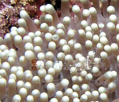 Clear Shrimp