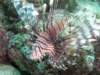 Firefish