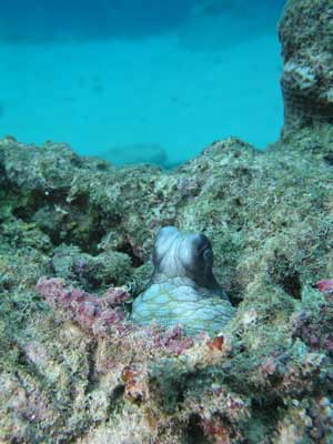 An octopus