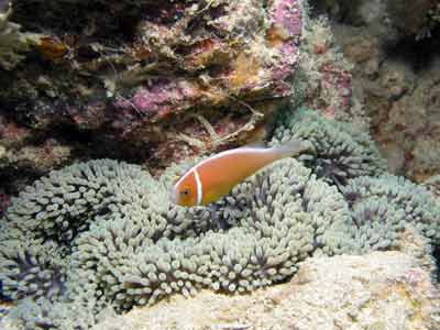 Clownfish