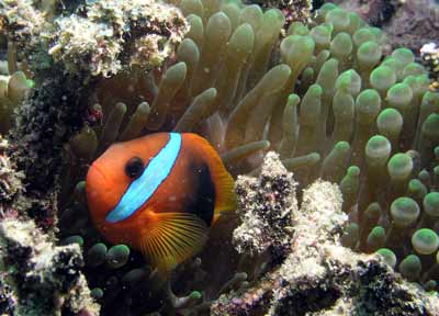 Clownfish