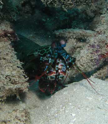 Mantis Shrimp