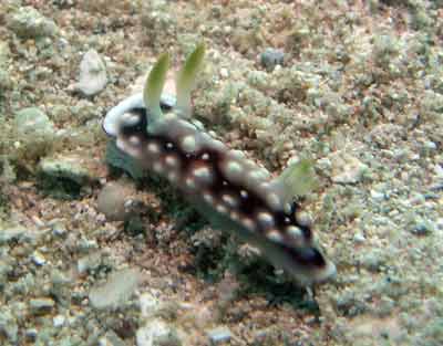 Nudibranch