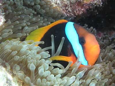 Phils Reef