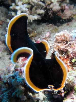 Phils Reef