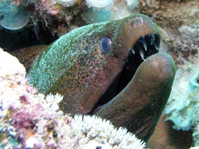 Phils Reef