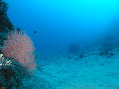 Phils Reef