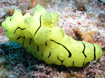 Phils Reef