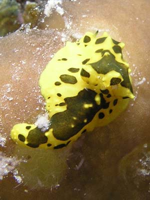 Phils Reef