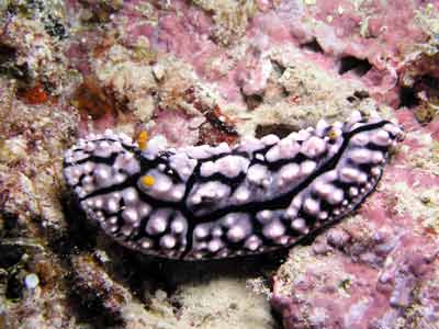 Phils Reef