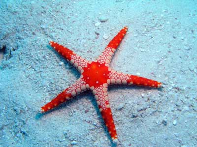 Phils Reef