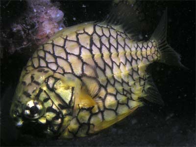Pineapplefish