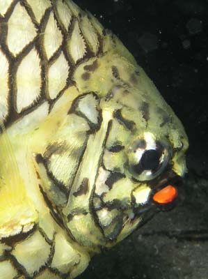 Pineapplefish