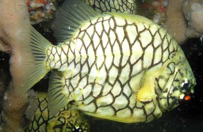 Pineapplefish