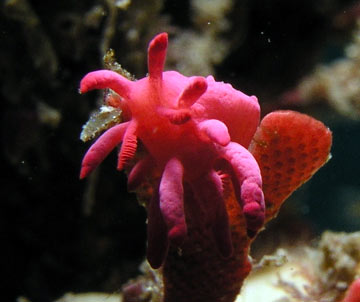 Pink Frilled Nudibranch