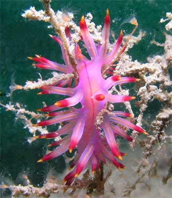Red-Lined Flabellina