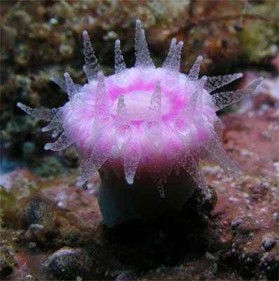 Jewel anemone